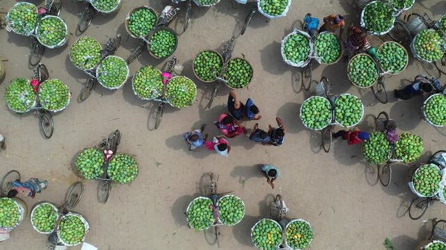 Rajshahi, Bangladesh - 25 July 2025: Aerial view of vibrant green mangoes piled high on bicycles, creating a mesmerizing pattern of trade and daily life.