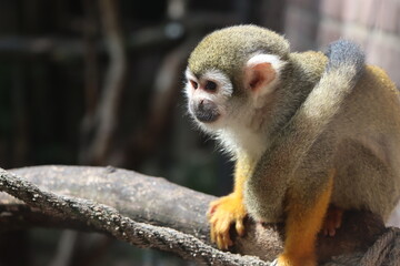 Kleiner Affe in der Sonne