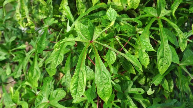 Abelmoschus manihot with its lush green leaves moves naturally in the morning breeze