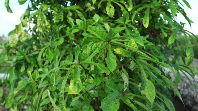 a close-up video shot of the naturally moving leaves of Abelmoschus manihot shows them swaying quite vigorously in the breeze on a lush tree.