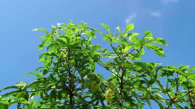 Abelmoschus manihot leaves, also known as Aibika, sway gently against a clear blue sky in a low angle video capturing natural movement.