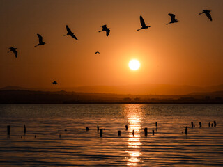 Albufera Natural Park in Valencia (Spain)