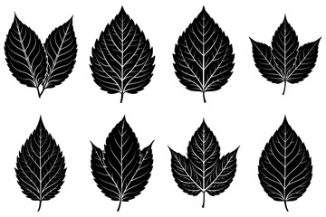 Illustration showing eight black and white leaves with detailed veins in a botanical arrangement style