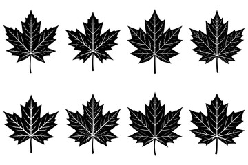 Eight black maple leaves arranged in two rows on a white background with detailed vein structures visible