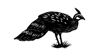 Palawan Peacock-Pheasant, black isolated silhouette