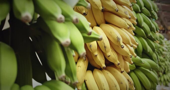 Close-up of a market display of banana bunches in ripeness stages at Lavradores Market Madeira