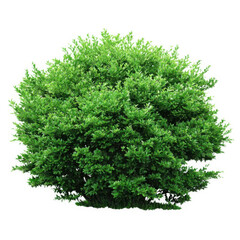 Naklejka premium A lush green dense shrub with many leaves isolated on transparent background