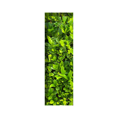 I shape made of leaves isolated on transparent background, go green concept, PNG	
