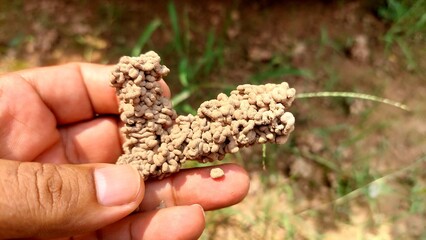 Irregular Earthworm Casting Mound with Soil Pellets and Grass on Natural Ground Surface
