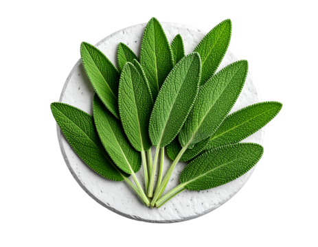 Fresh sage leaves arranged on a round, textured, off-white plate, top-down close-up view.  Bright green leaves with visible texture and subtle water droplets.  White background