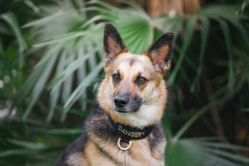 A beautiful large black-and-tan dog is playing and running against a backdrop of vibrant green grass