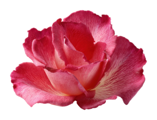 Vibrant pink rose flower natural freshness concept isolated on transparent background, png