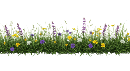 A lush border of delicate purple, yellow, and white wildflowers with green grasses, isolated on a transparent background with diffused studio lighting, emphasizing clear contours and crisp