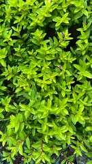 Obraz premium Vibrant Green Foliage with Purple Accents. Nature's Green Tapestry with Hints of Purple.
