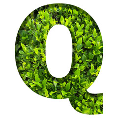 Q shape made of leaves isolated on transparent background, go green concept, PNG	
