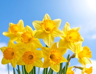 Bright yellow daffodils against a clear blue sky (1)