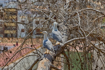 Two seagulls perched on a thick tree branch