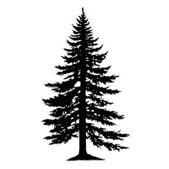 Fototapeta premium fir tree silhouette
