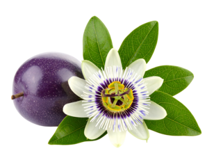 Close up of a vibrant purple passion fruit with a delicate white passion flower and lush green leaves. Isolated on a transparent background