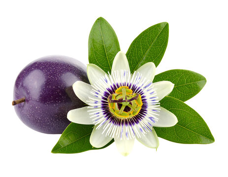 Close up of a vibrant purple passion fruit with a delicate white passion flower and lush green leaves. Isolated on a transparent background