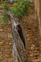 Tree growing among the ruins of Denia Castle