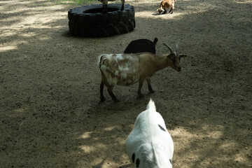 ziege tier herde