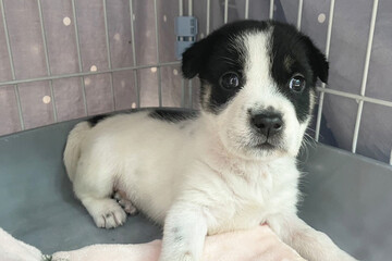 Sad puppy in shelter behind fence waiting to be rescued and adopted to new home. Shelter for animals concept