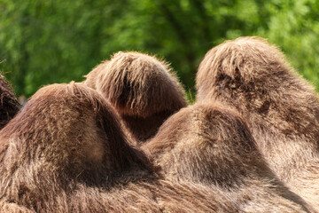 Bactrian camel, Camelus bactrianus in a german park