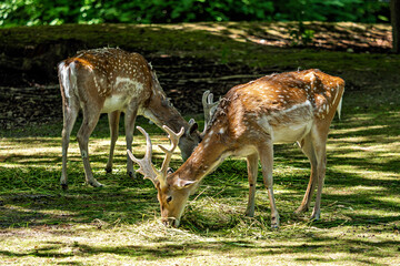 The fallow deer, Dama mesopotamica is a ruminant mammal