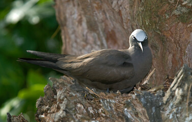 Noddi brun, nid, Anous stolidus, Brown Noddy, Iles Seychelles