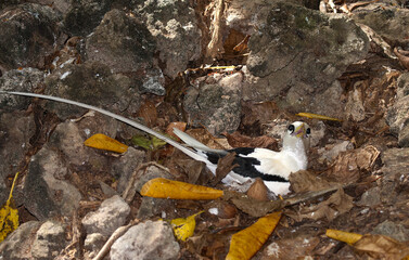 Phaéton à bec jaune, nid, Phaethon lepturus, White tailed Tropicbird, Seychelles