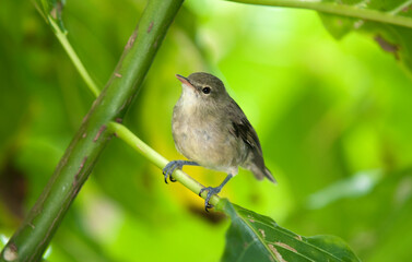 Rousserolle des Seychelles,Acrocephalus sechellensis, Seychelles Warbler, bebrornis seychellensis, Iles Seychelles