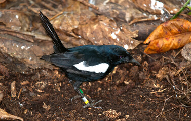 shama des Seychelles, pie des Seychelles, Copsychus sechellarum, Seychelles Magpie Robin, Iles Seychelles