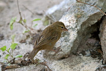 Foudi des Seychelles,Foudia sechellarum, Seychelles Fody, Ile Aride, Seychelles