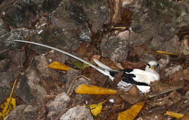 Phaéton à bec jaune, nid, Phaethon lepturus, White tailed Tropicbird, Seychelles