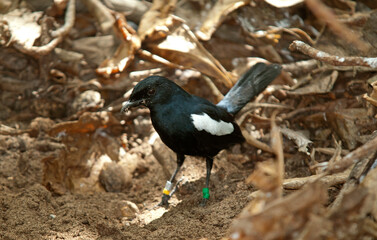 shama des Seychelles, pie des Seychelles, Copsychus sechellarum, Seychelles Magpie Robin, Iles Seychelles