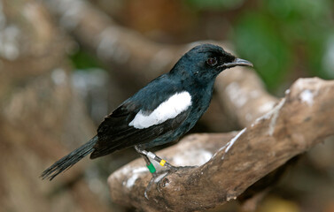 shama des Seychelles, pie des Seychelles, Copsychus sechellarum, Seychelles Magpie Robin, Iles Seychelles