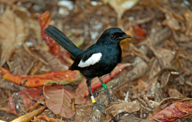 Fototapeta premium shama des Seychelles, pie des Seychelles, Copsychus sechellarum, Seychelles Magpie Robin, Iles Seychelles