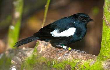 shama des Seychelles, pie des Seychelles, Copsychus sechellarum, Seychelles Magpie Robin, Iles Seychelles