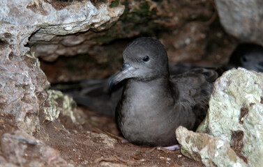 puffin du pacifique, Puffin fouquet, Ardenna pacifica, Wedge tailed Shearwater, adulte au nid, terrier, puffinus pacificus, Ile Cousin, Seychelles