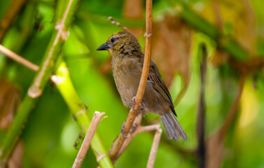 Foudi des Seychelles,
Foudia sechellarum, Seychelles Fody, Ile Aride, Seychelles
