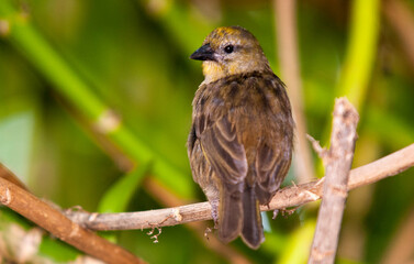 Foudi des Seychelles,
Foudia sechellarum, Seychelles Fody, Ile Aride, Seychelles