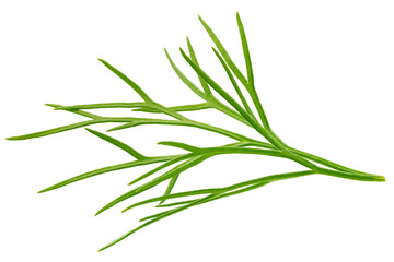 Dill isolated on white background, full depth of field