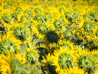A vast sunflower field stretching across the land. Bright yellow flowers facing the sun symbolize summer, nature, and agricultural abundance in a stunning landscape.

