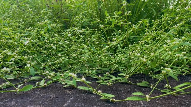 A lush green ground cover plant with tiny white flowers.