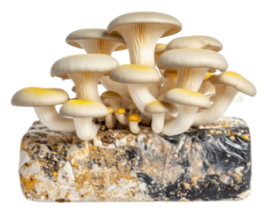 A cluster of oyster mushrooms growing densely on a rectangular block of substrate, showcasing smooth caps and curved stems.