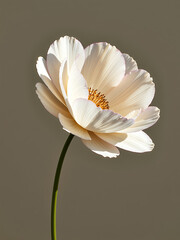 Obraz premium delicate cluster velvety petals gently overlapping like tender brushstrokes unfurl lush radial bloom soft diffused morning