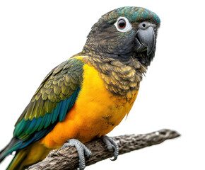 Obraz premium Colorful parrot perched on branch nature animal. Isolated on transparent background, png. isolated on transparent background, png