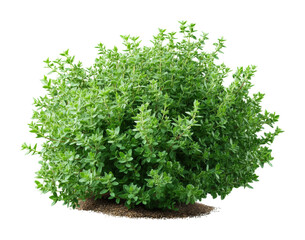 Naklejka premium Harvesting fresh oregano herbs garden plant home. Isolated on transparent background, png. isolated on transparent background, png