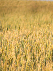 A vast field filled with ripe wheat heads ready for harvest. Golden hues reflecting rural life, agriculture, and abundance in a natural setting.
